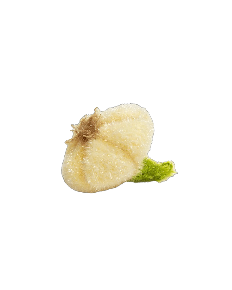 Scrubby Garlic