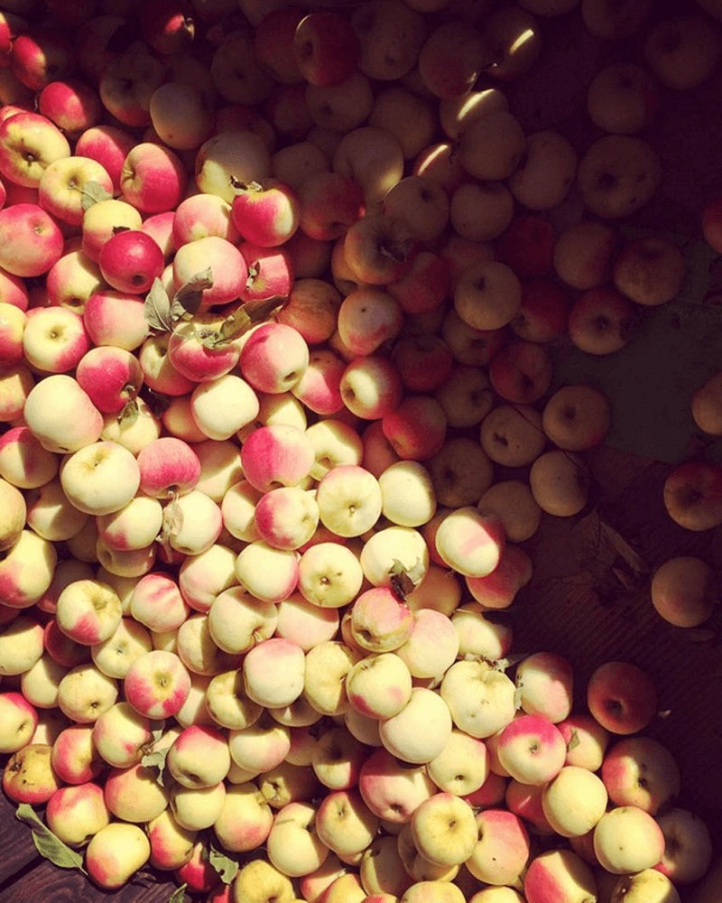 Montgomery Place Apples