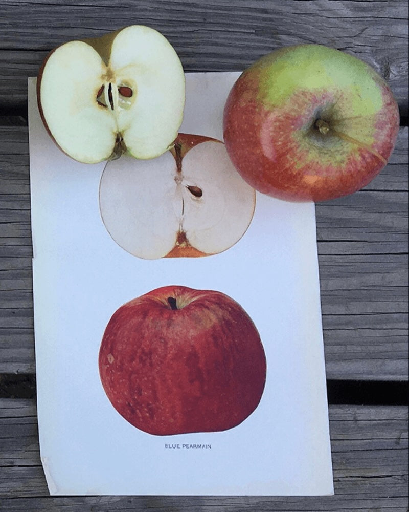 Montgomery Place Apples
