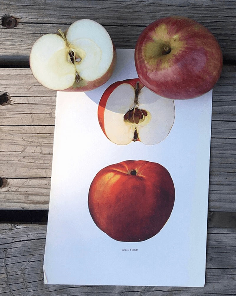 Montgomery Place Apples
