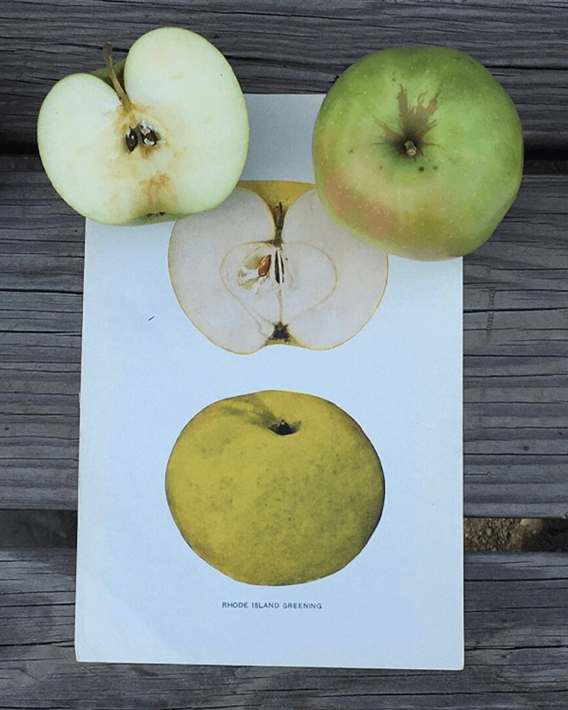 Montgomery Place Apples
